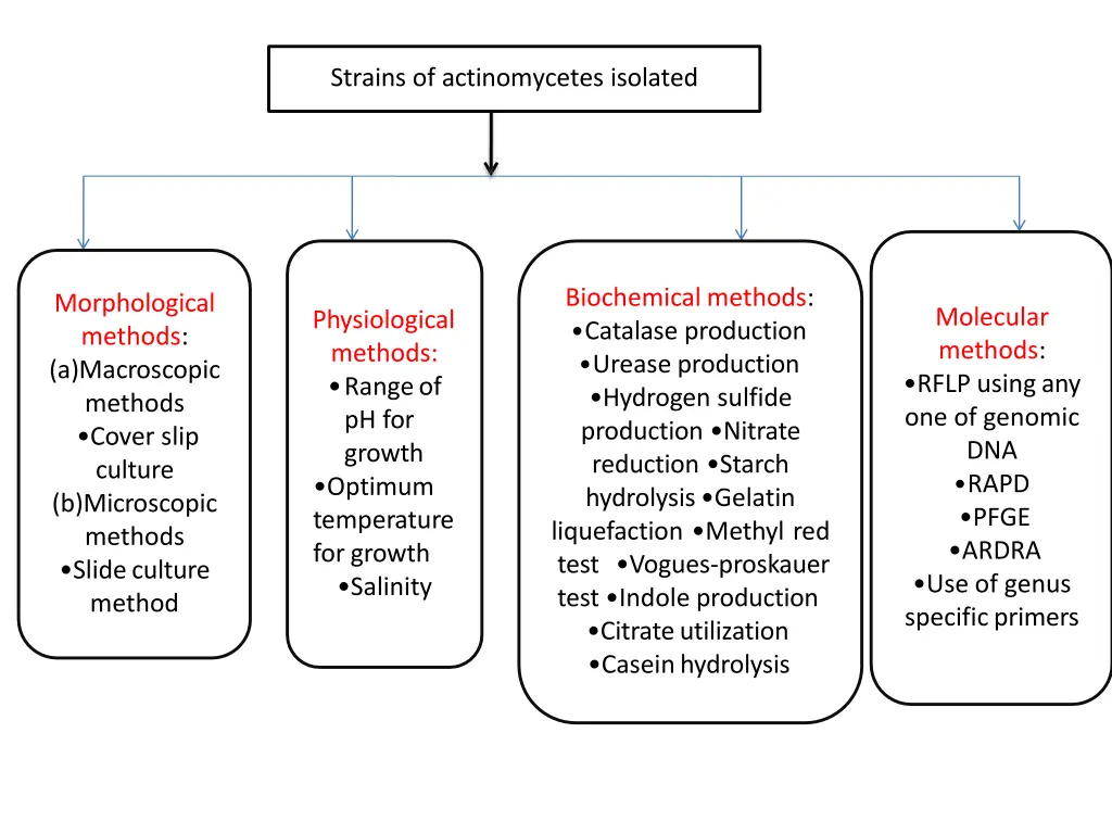 strains of actinomycetes isolated