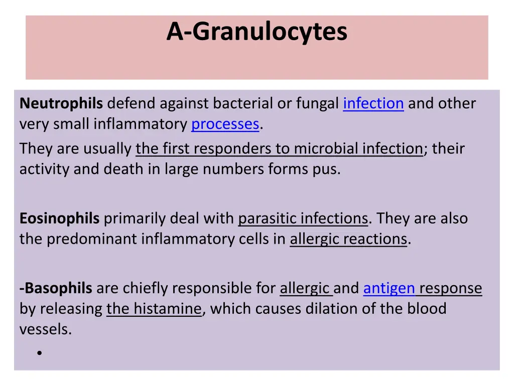 a granulocytes 1