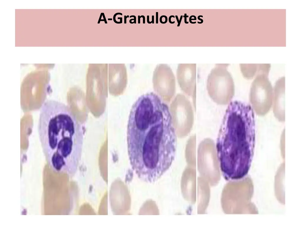 a granulocytes 2