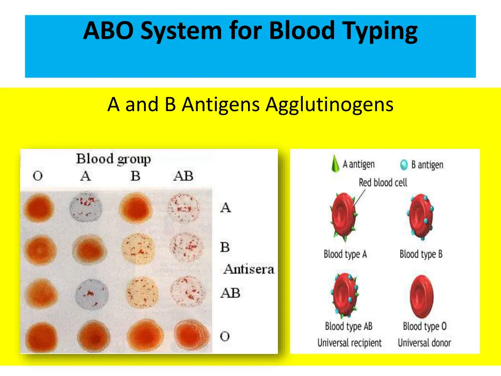 abo system for blood typing