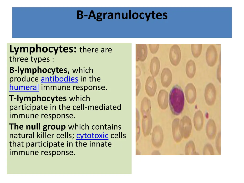 b agranulocytes 1