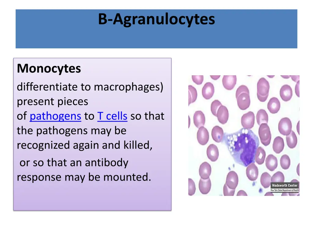 b agranulocytes 2