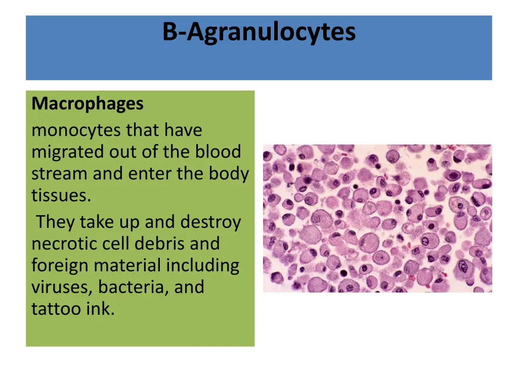 b agranulocytes 3