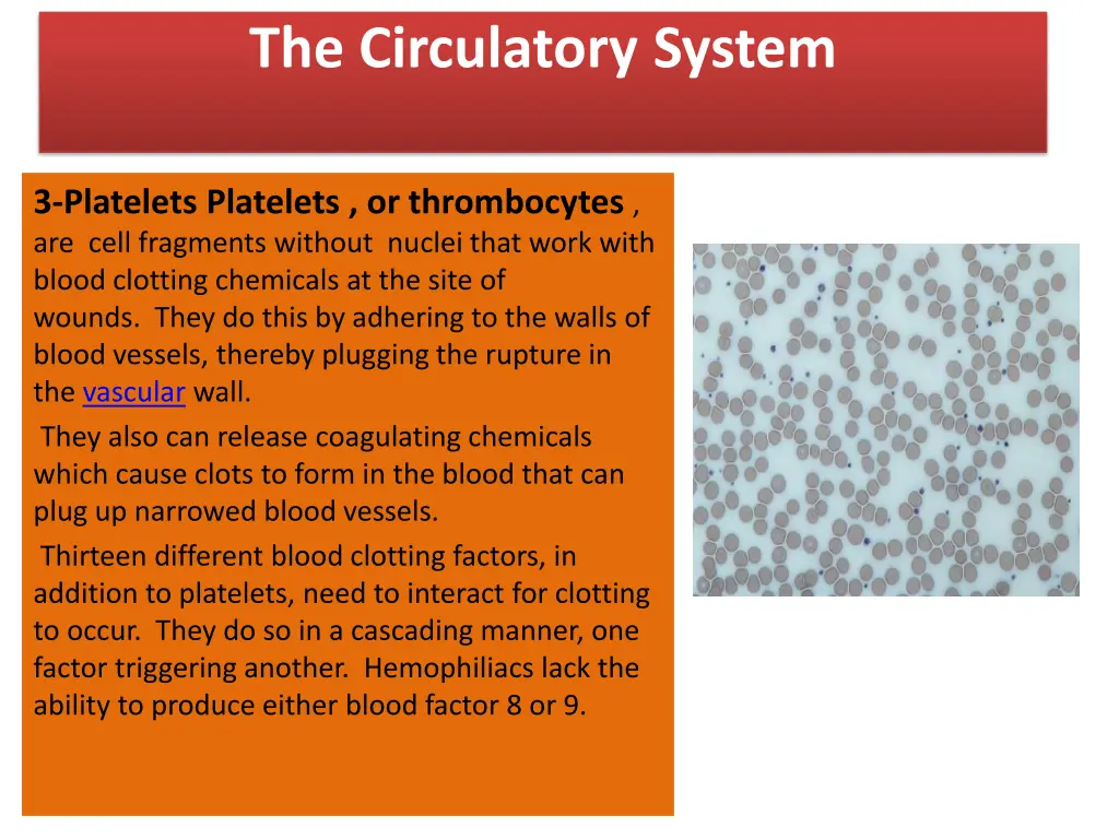 the circulatory system 3