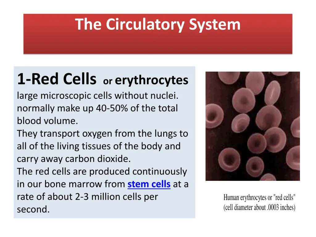 the circulatory system