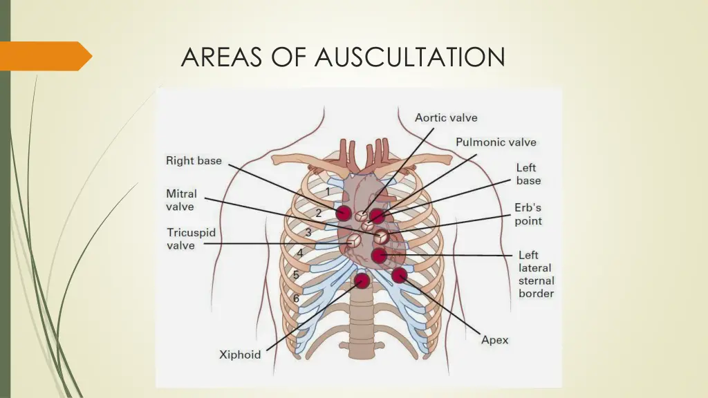 areas of auscultation