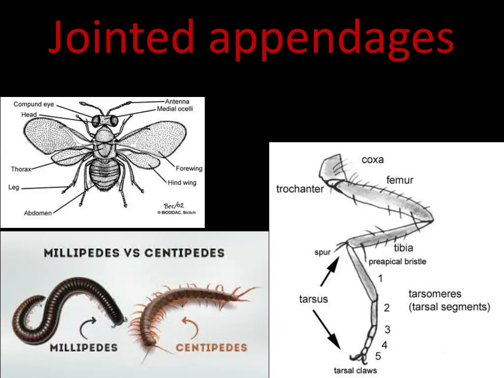 jointed appendages 1