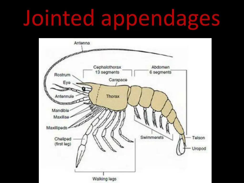 jointed appendages 2