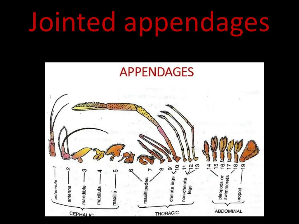 jointed appendages 3