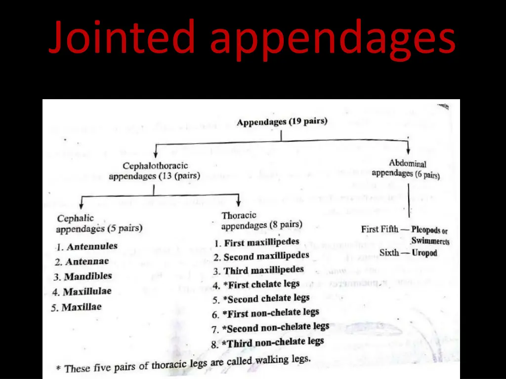 jointed appendages 4