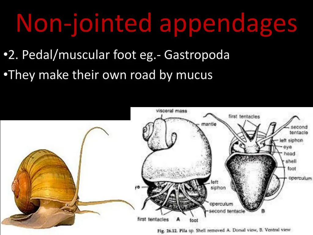 non jointed appendages 1