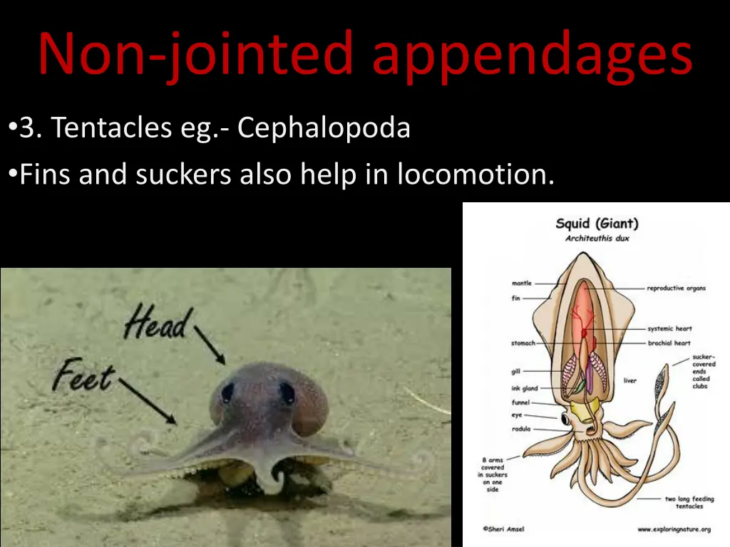 non jointed appendages 2