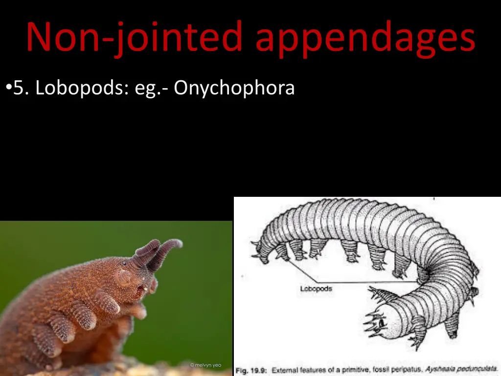non jointed appendages 4