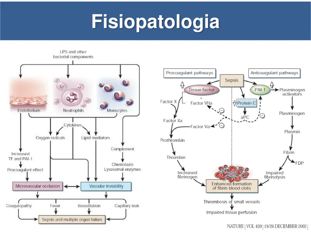 fisiopatologia