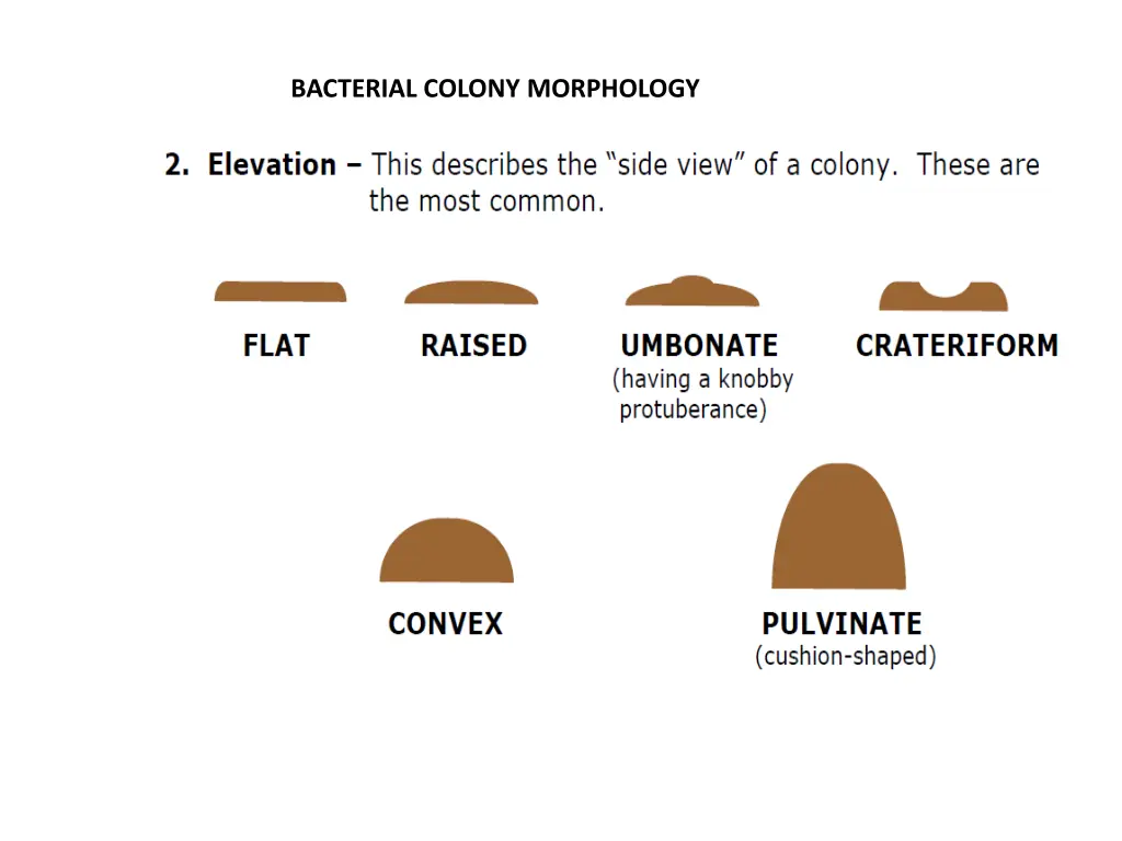 bacterial colony morphology 3