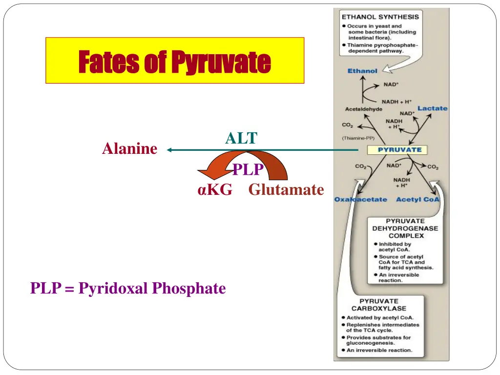fates of pyruvate fates of pyruvate