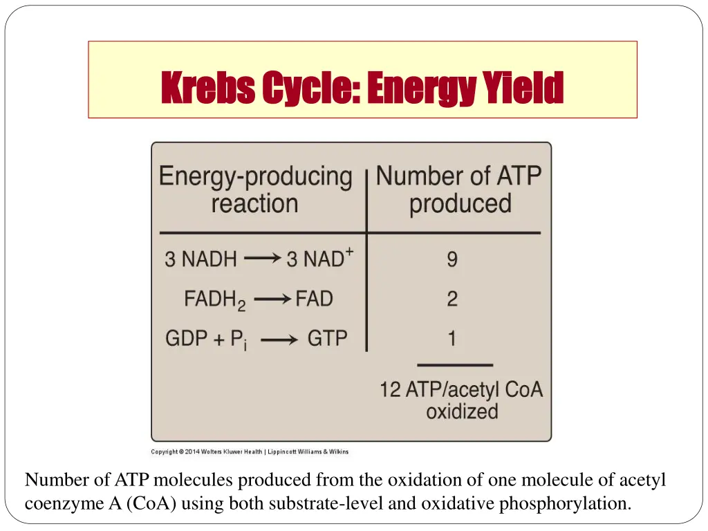 krebs cycle energy yield krebs cycle energy yield 1