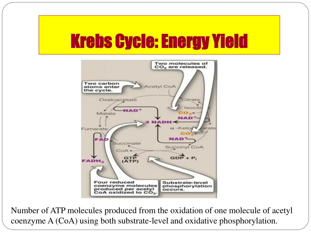 krebs cycle energy yield krebs cycle energy yield