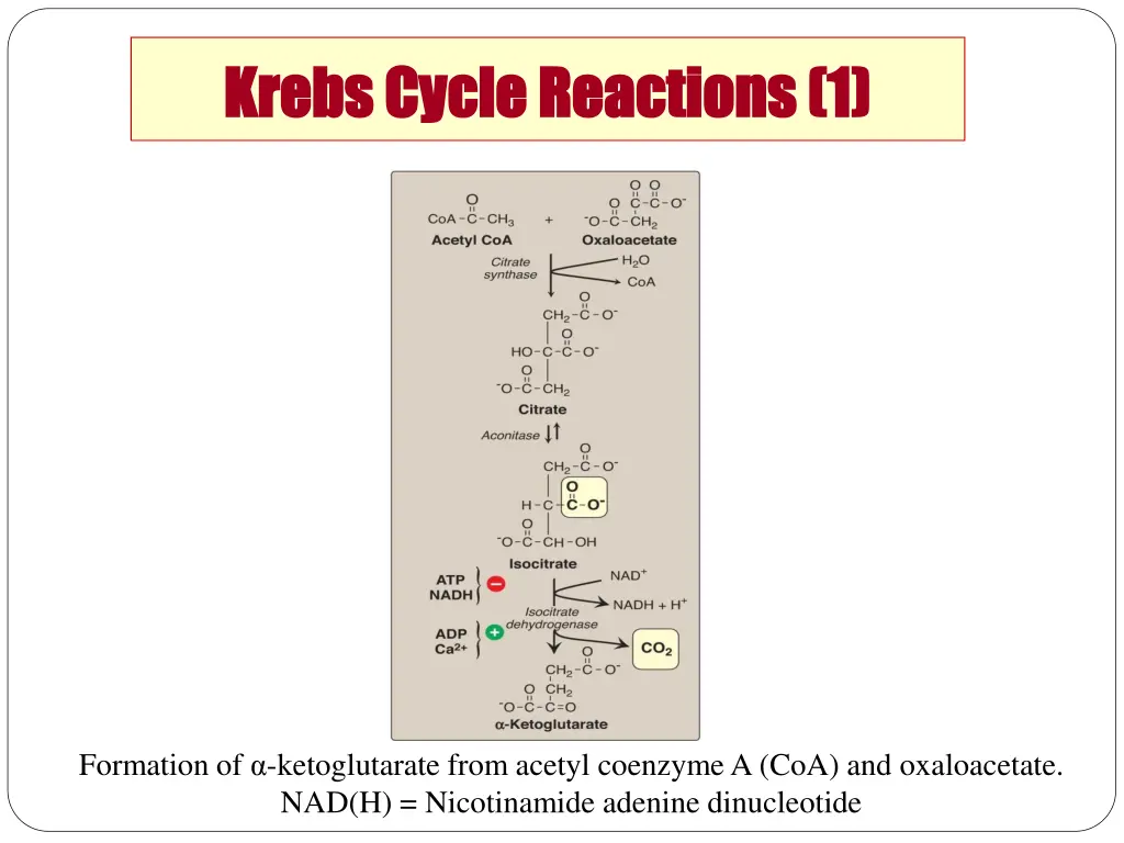 krebs cycle reactions 1 krebs cycle reactions 1