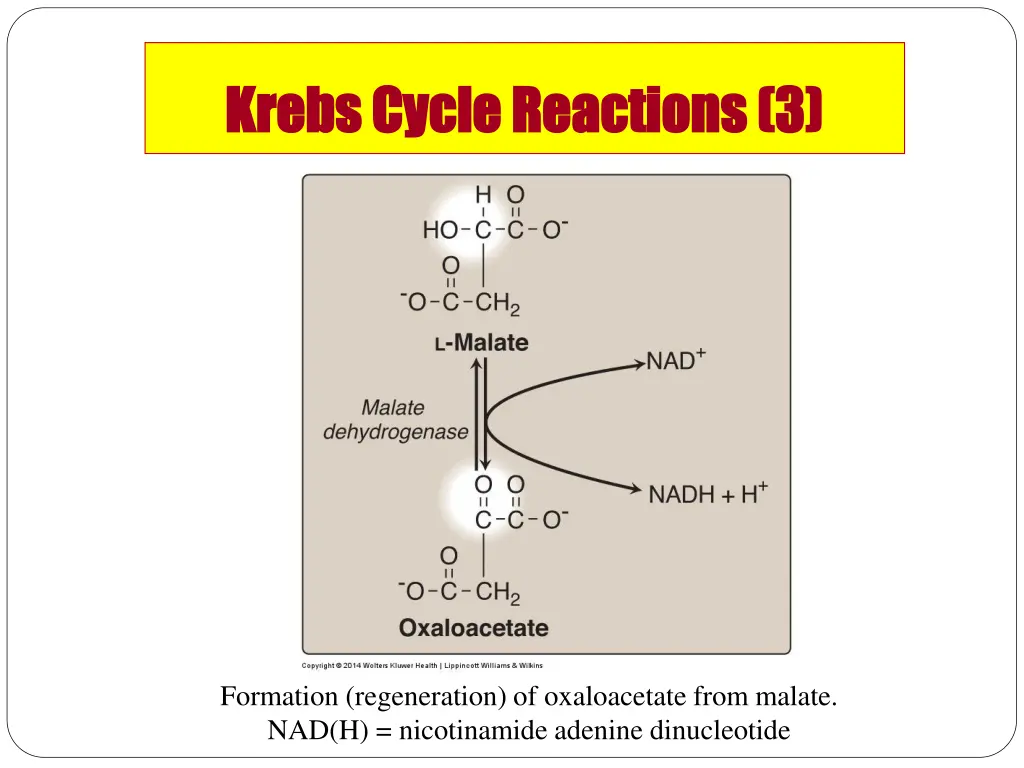 krebs cycle reactions 3 krebs cycle reactions 3