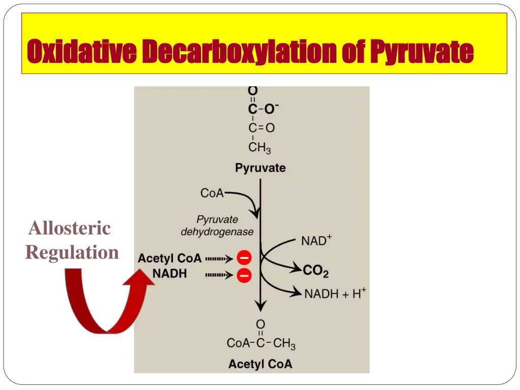 oxidative decarboxylation of pyruvate oxidative