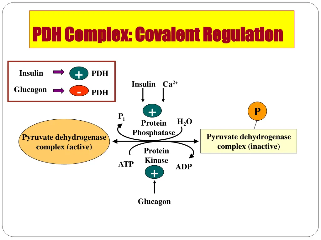 pdh complex covalent regulation pdh complex