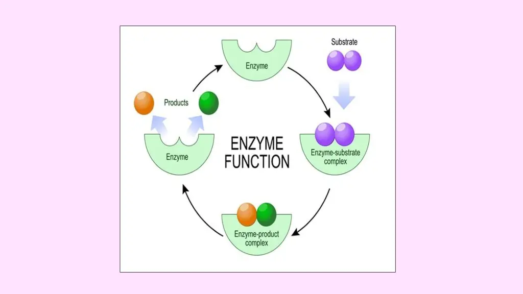 slide17