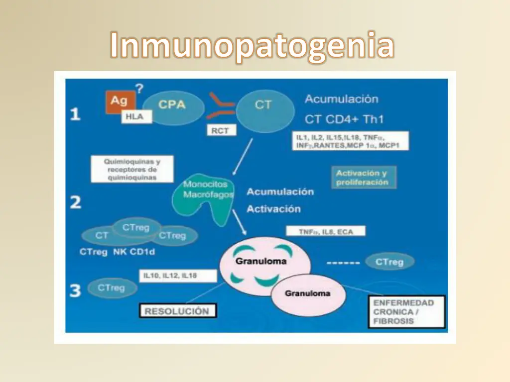 inmunopatogenia