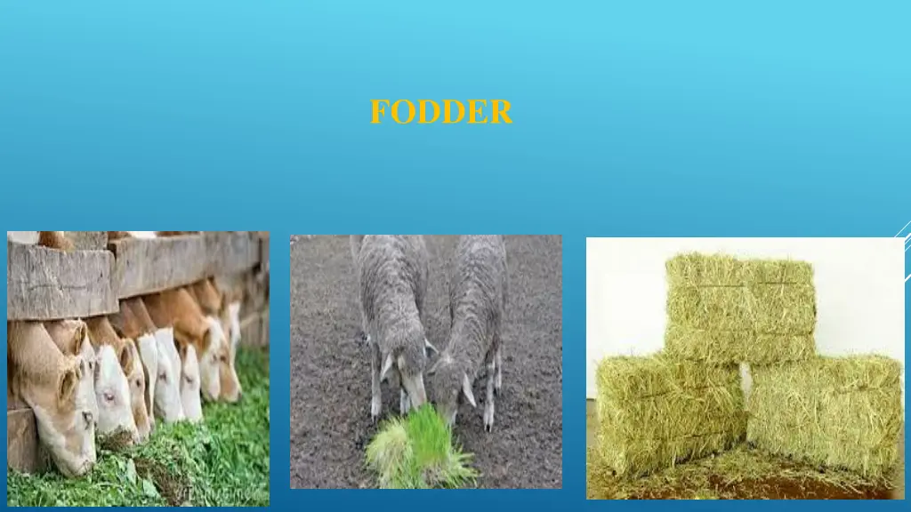fodder