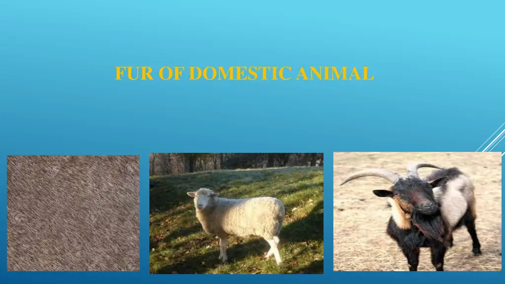 fur of domestic animal
