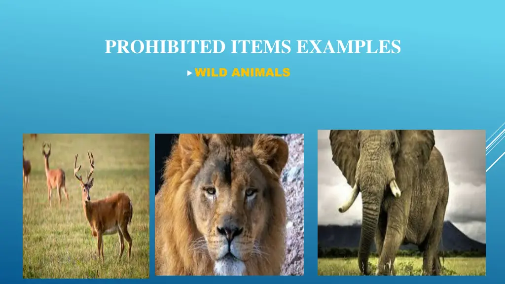 prohibited items examples