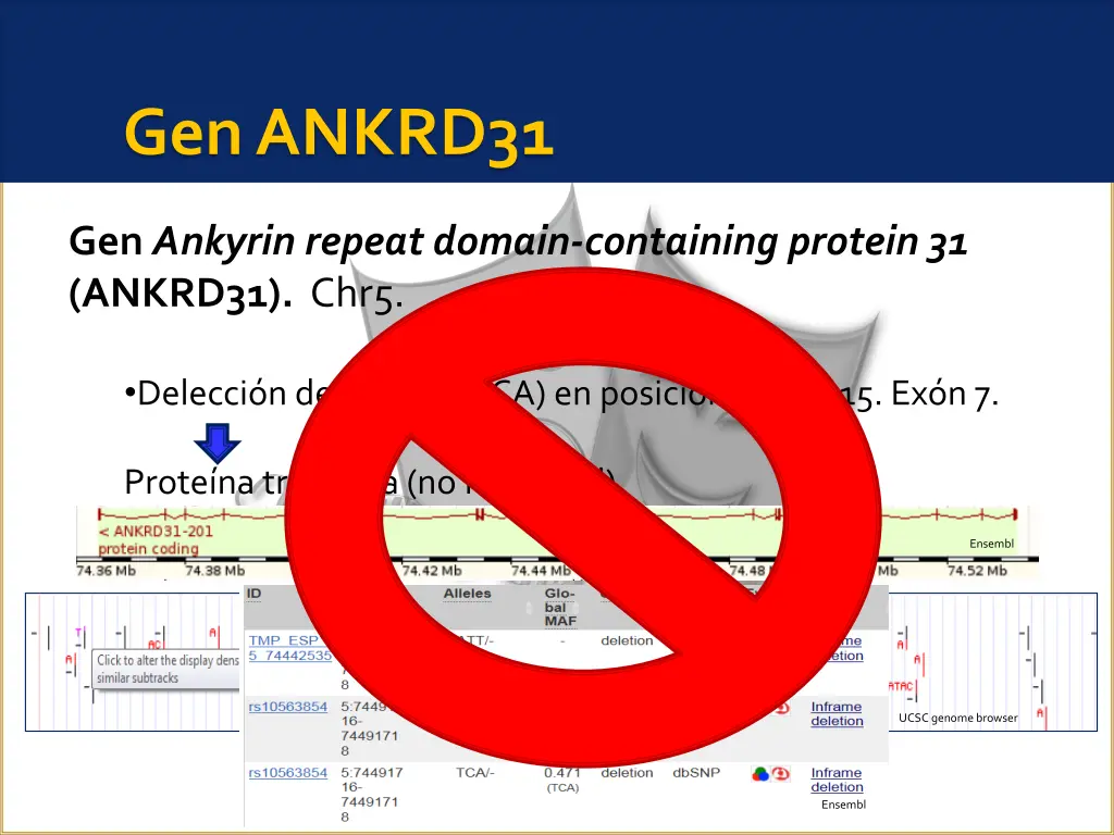gen ankrd31 1