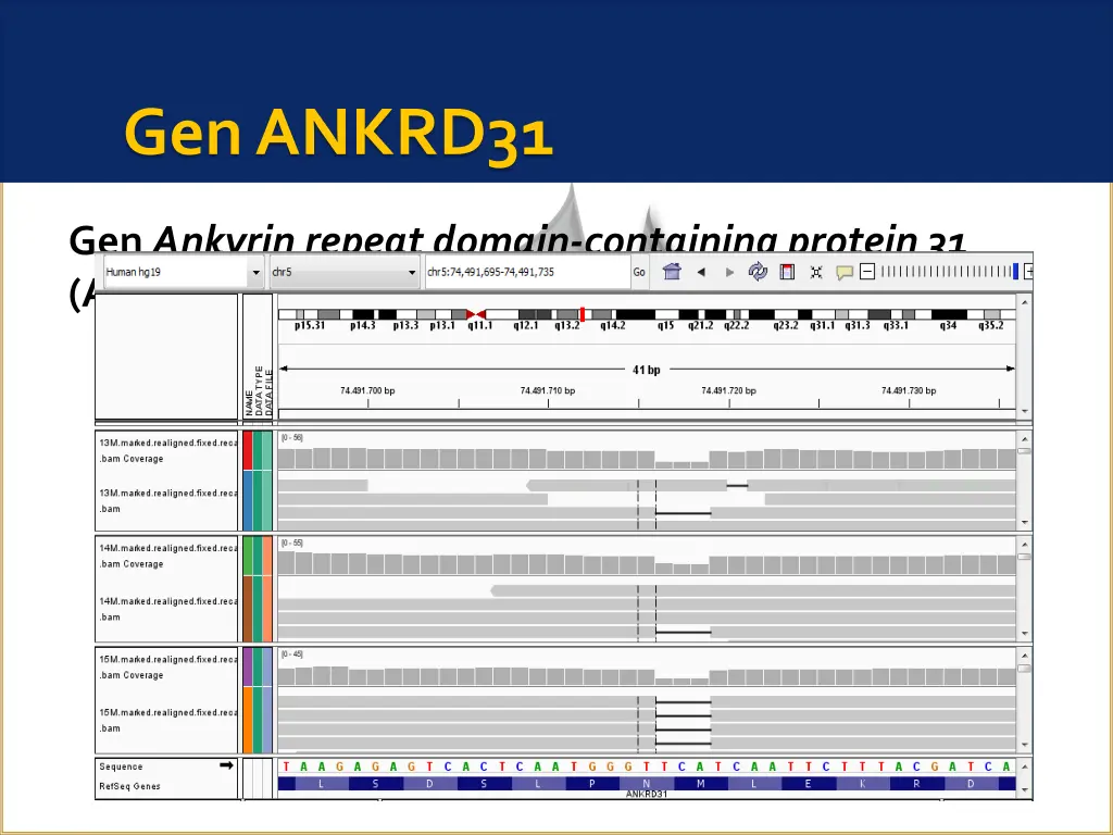 gen ankrd31
