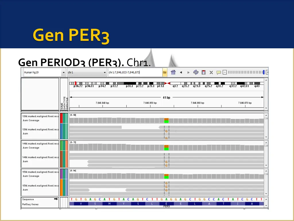 gen per3