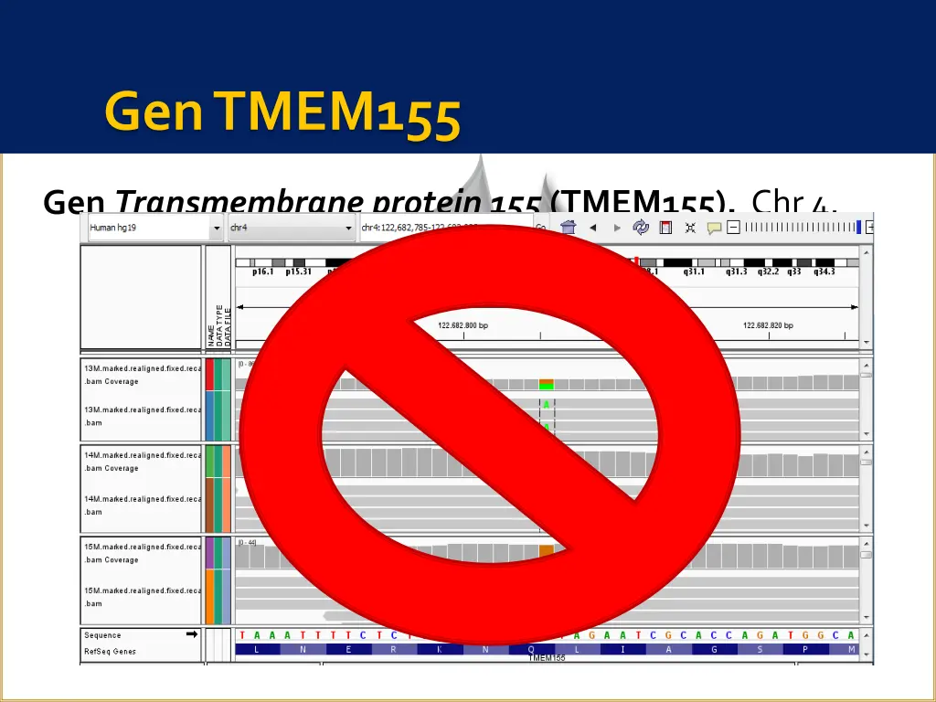 gen tmem155