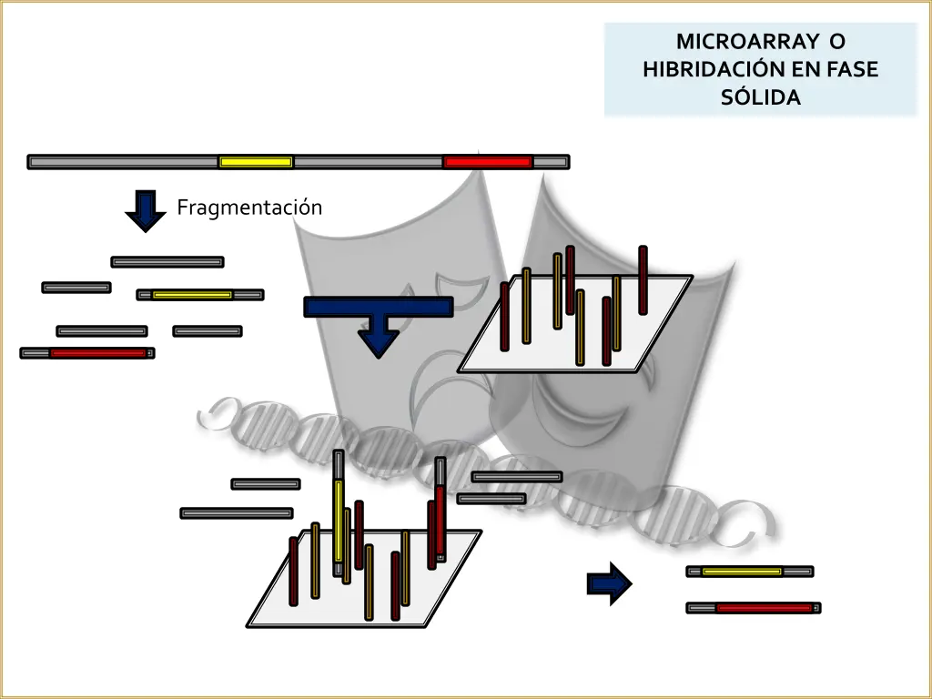 microarray o hibridaci n en fase s lida