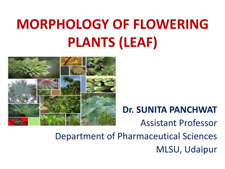 morphology of flowering plants leaf
