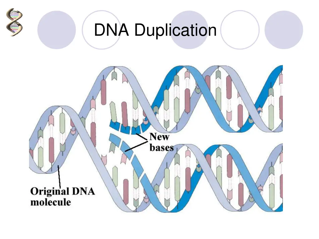 dna duplication