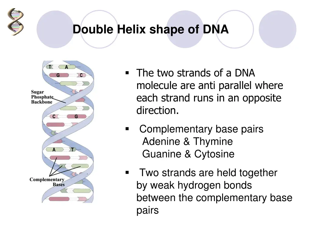 double helix shape of dna