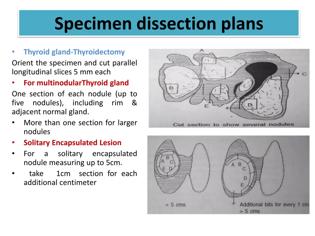 specimen dissection plans 1