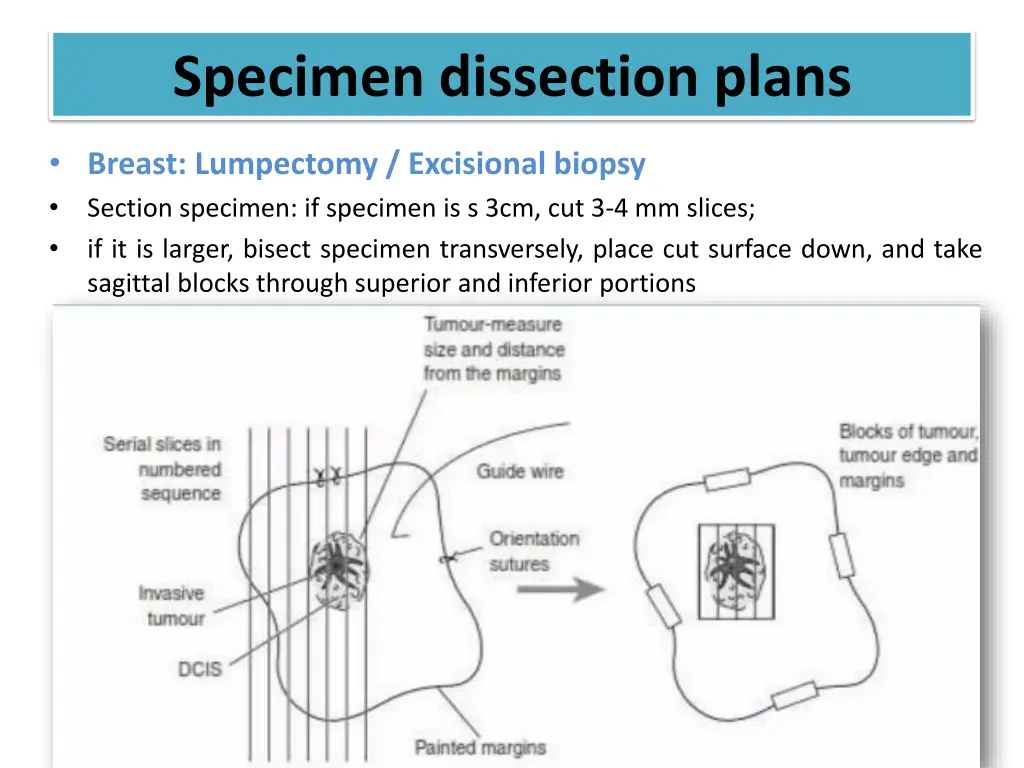 specimen dissection plans 10