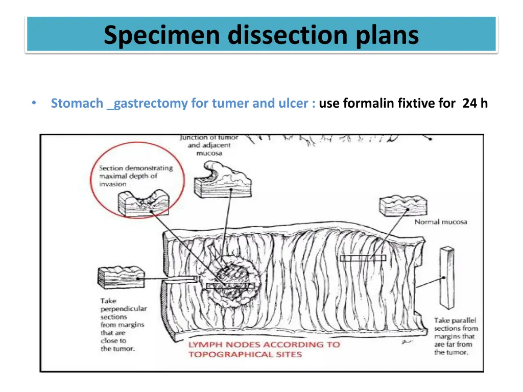 specimen dissection plans 2