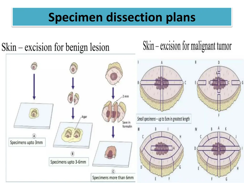 specimen dissection plans 4