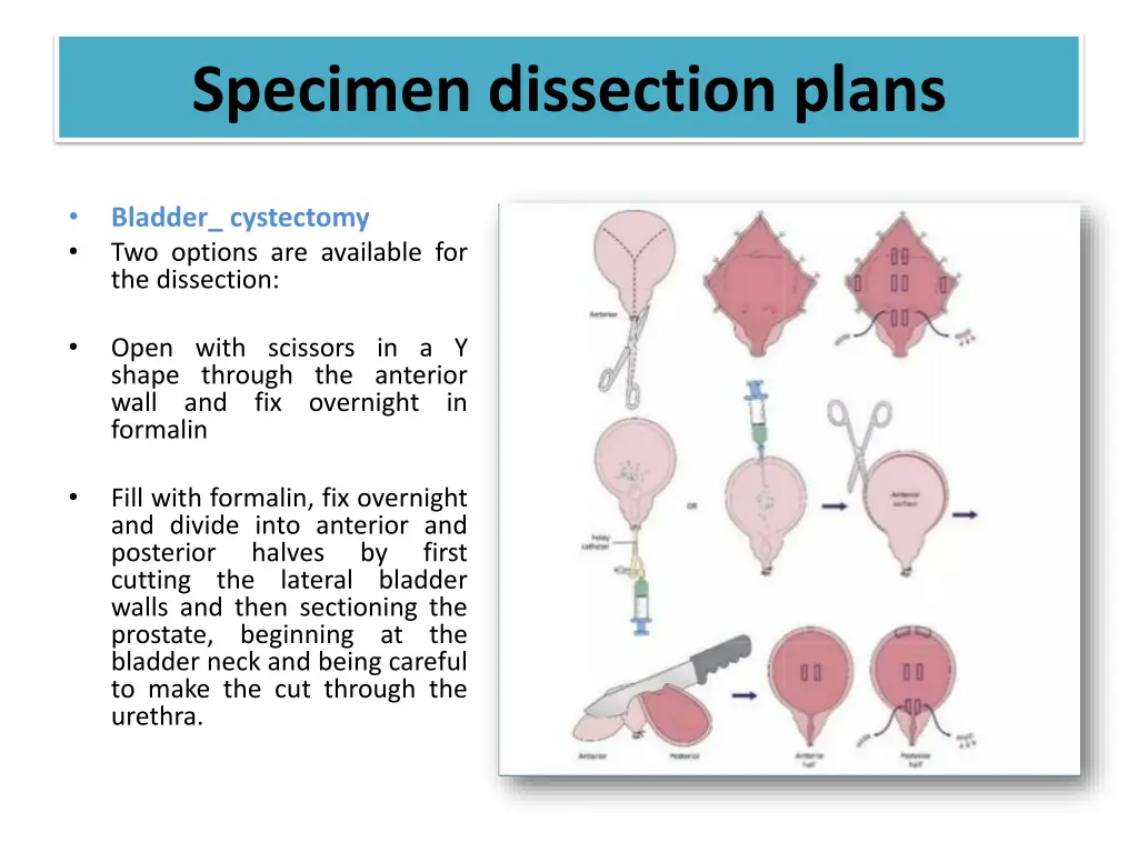 specimen dissection plans 6