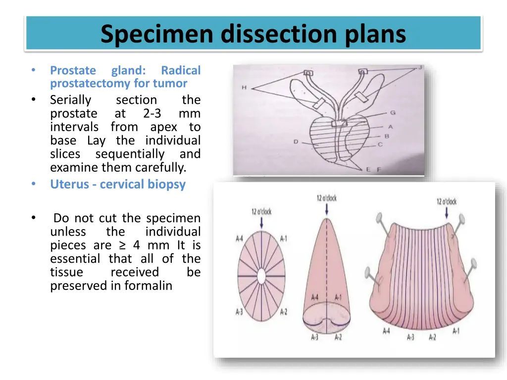 specimen dissection plans 7