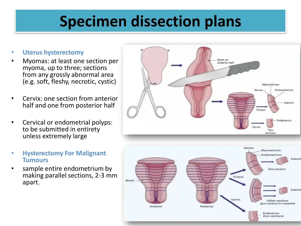 specimen dissection plans 8