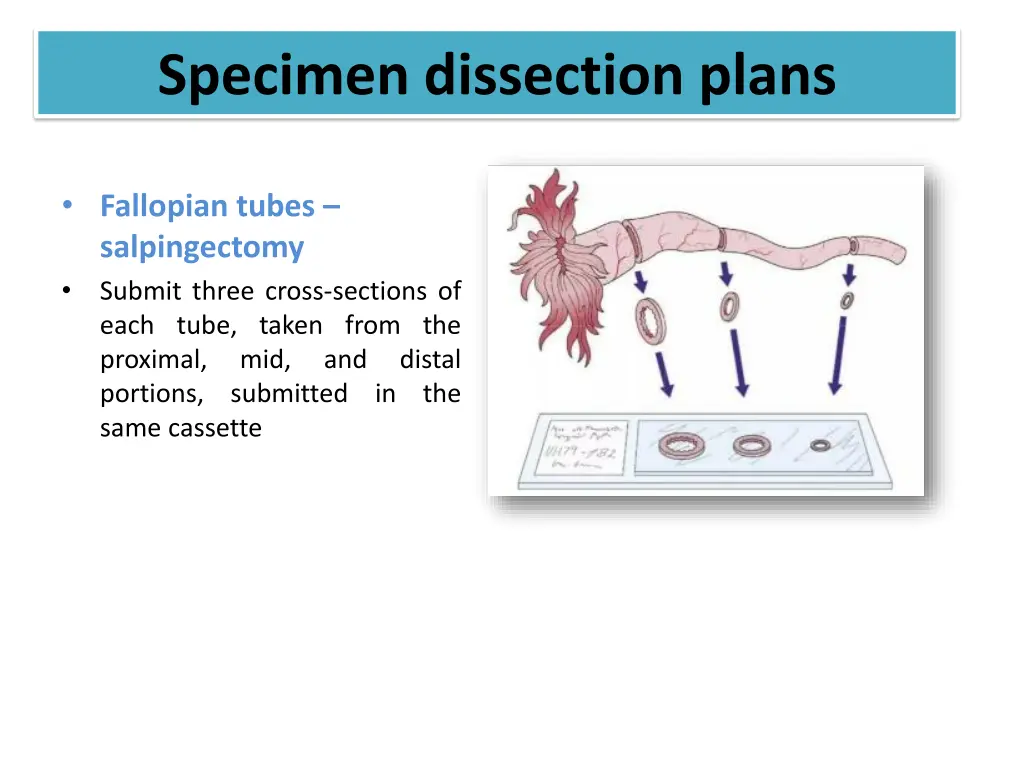 specimen dissection plans 9