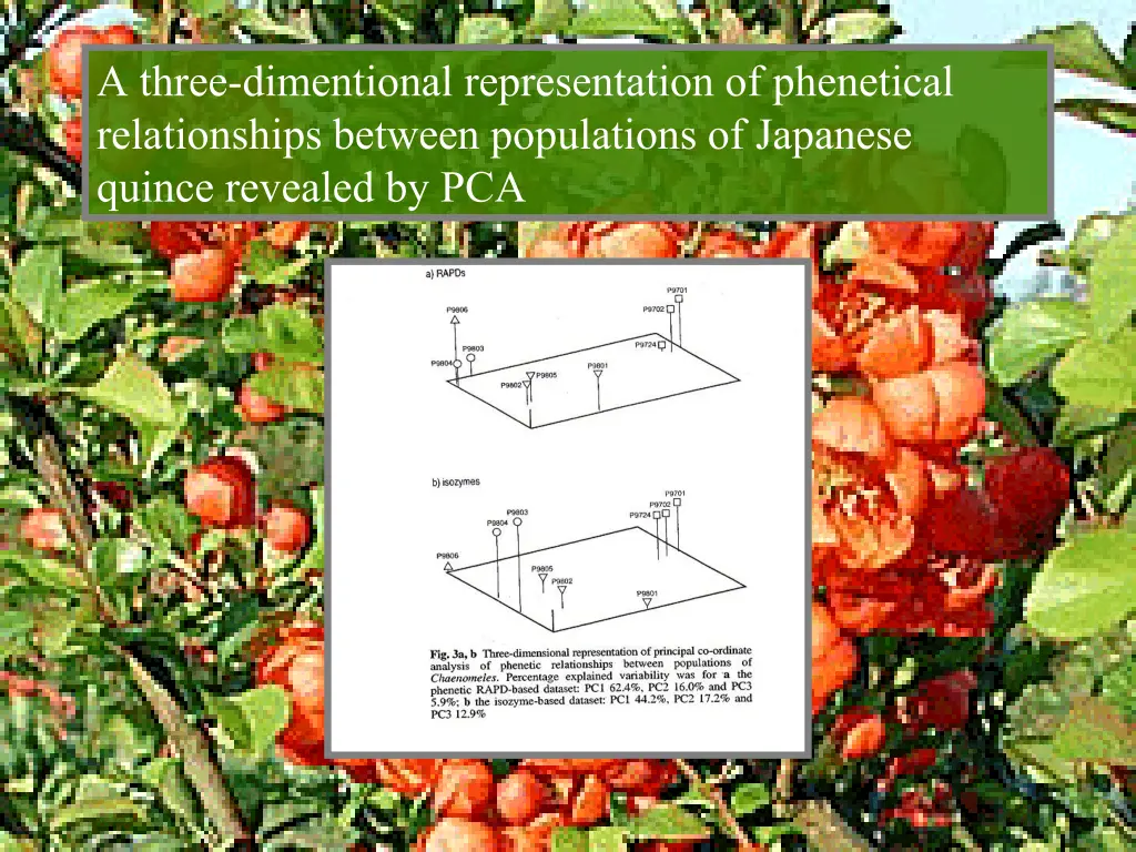 a three dimentional representation of phenetical