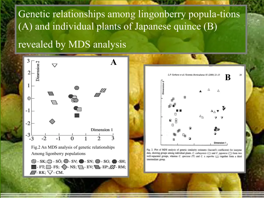 genetic relationships among lingonberry popula