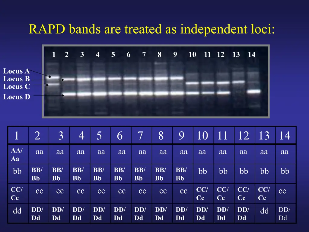 rapd bands are treated as independent loci